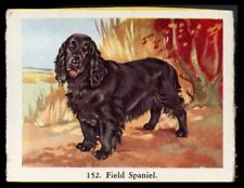 Field spaniel black for sale  UK