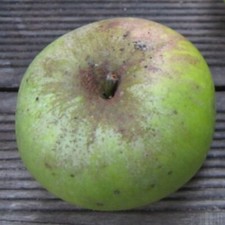 Westfälische tiefblüte robus gebraucht kaufen  Detmold