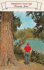 Minnesota state tree for sale  Medina