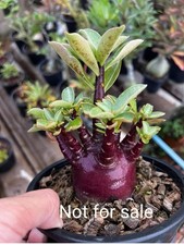 Adenium arabicum boar for sale  NOTTINGHAM