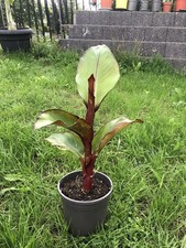 Ensete maurelii freilandaufzuc gebraucht kaufen  Hahnbach