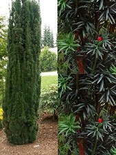 yew tree for sale yew tree for sale KING'S LYNN