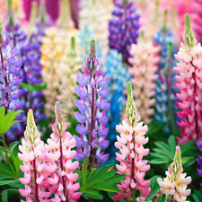 Pixie delight lupine for sale  Tarpon Springs