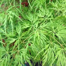 Acer emerald lace for sale  GLASGOW