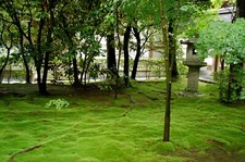 Premium soil growing for sale  Marysville