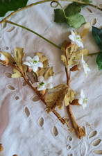 Ancien petit bouquet d'occasion  Le Poinçonnet