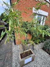 Aurea bamboo cedar for sale  CHELMSFORD