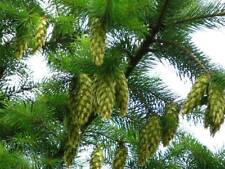 Graines douglas vert d'occasion  Sabres