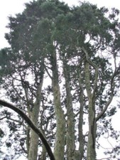 Arizona cypress seeds for sale  Beachwood