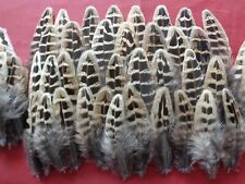 100 hen pheasant for sale  ALFORD