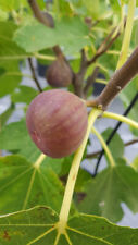 Ficus carica pastiliere d'occasion  Mont-près-Chambord