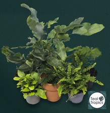 Terrarium fern mix for sale  SWINDON
