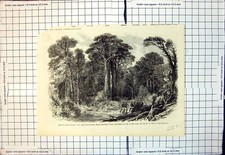 Old print new for sale  UK