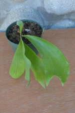 Rare platycerium willinckii for sale  Roseburg
