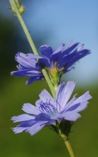 Bienenweide gemeine wegwarte gebraucht kaufen  Rosengarten