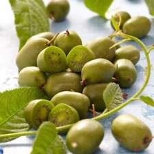 Kiwi issai hardy for sale  SOUTHAMPTON