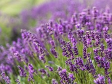Live provence lavender for sale  Mcminnville