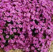 Blaukissen cascade purpur gebraucht kaufen  Bad Zwischenahn