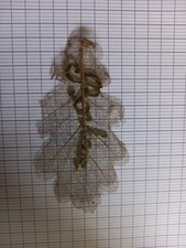 Art poilu trench d'occasion  Champigny-sur-Marne