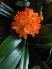Clivia miniata broadleaf for sale  Lebanon