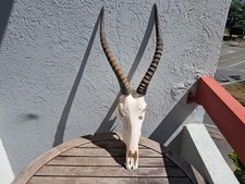 Crâne blesbok 2907 usato  Spedire a Italy