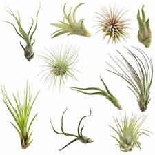 Air plants tillandsia for sale  Castaic