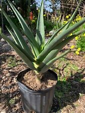 Hercules aloe tree for sale  Sacramento