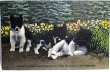 1940s postcard eskimo for sale  Johnstown