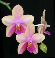 Fragrant orchid phalaenopsis for sale  Fullerton