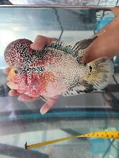 Male flowerhorn fish for sale  Conroe