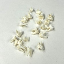 Lot raccoon molars for sale  Waseca