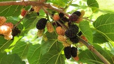 Black mulberry tree for sale  Hudson