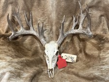 194 whitetail deer for sale  Harper
