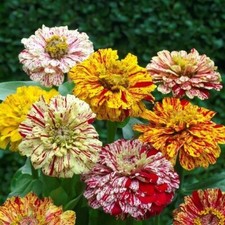 Zinnia Candy Stripe Mixed - Zinnia elegans - 50+ nasion - Ziarna - Nasiona - Z 108 na sprzedaż  Wysyłka do Poland