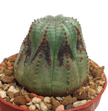 Euphorbia obesa marroni usato  Napoli