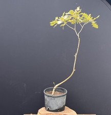 eichenbaum gebraucht kaufen eichenbaum gebraucht kaufen Borstel-Hohenraden