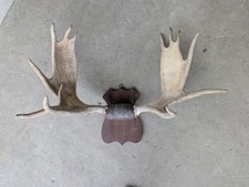 Vintage moose antlers for sale  Sherman