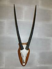 Antilopengeweih geweih antilop gebraucht kaufen  Wilhelmsdorf