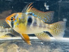 German blue ram for sale  Tampa