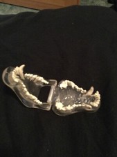 Transparent dog teeth for sale  Forest Lake