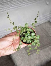 String turtles live for sale  Rescue