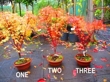 32inch inc. pot for sale 32inch inc. pot for sale  OXFORD