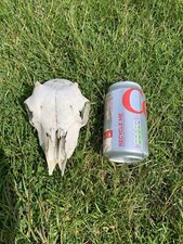 Lamb sheep skull for sale  ISLE OF SKYE