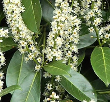 Prunus laurocerasus caucasica usato  Italia