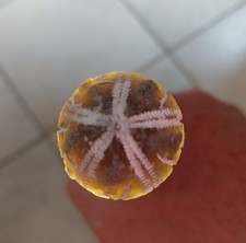 seeigel gehause gebraucht kaufen seeigel gehause gebraucht kaufen Magdeburg