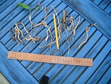 Six horseradish roots for sale  BRAUNTON