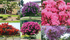 Exotic crape myrtle for sale  Goldsboro