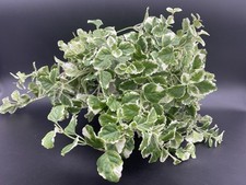 Ivy artificial plant for sale  Las Vegas