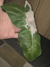 Philodendron paraiso verde gebraucht kaufen  Schleiz