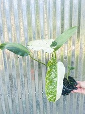 Philodendron jose buono for sale  Homestead
